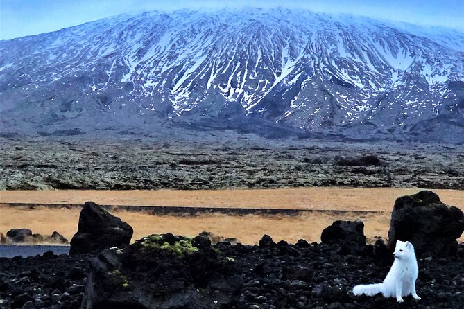 Small-Group Snaefellsnes, Mt. Kirkjufell & Black Sand Beach Tour From Reykjavik