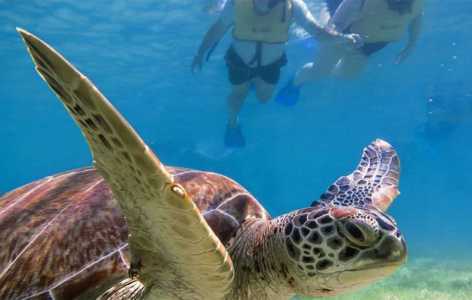 Snorkel Discovery – Turtles & Cenotes