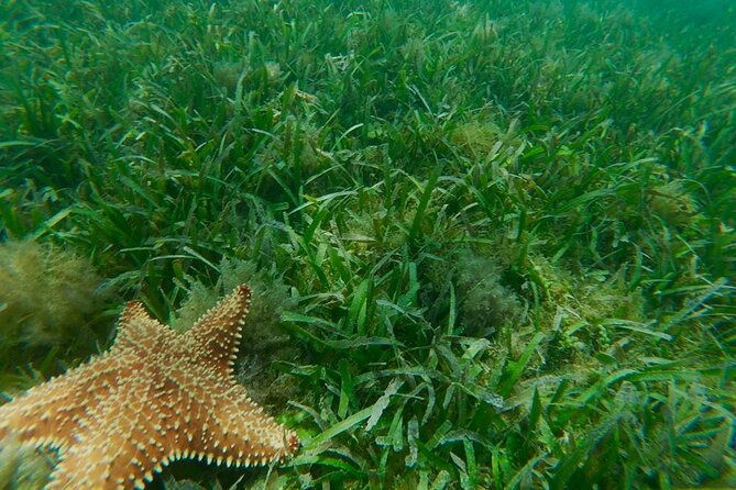 Snorkeling and Kayak Eco-Experience