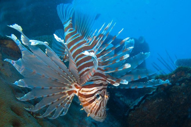 Snorkeling Trip at Koh Chang (Starts From Koh Chang)