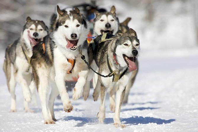 Snowy Trails 10KM Husky Safari From Rovaniemi