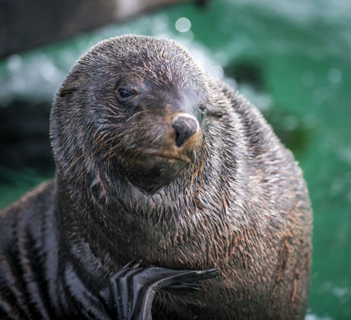 Sorrento: 1.5-Hour Port Phillip Bay Adventure Cruise - Activity Details