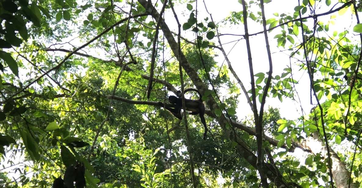 Spider Monkey at Punta Laguna - Overview of the Tour