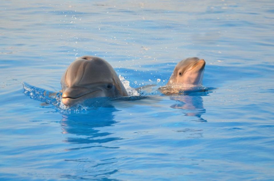 St. Augustine: Marineland Dolphin Meet & Greet