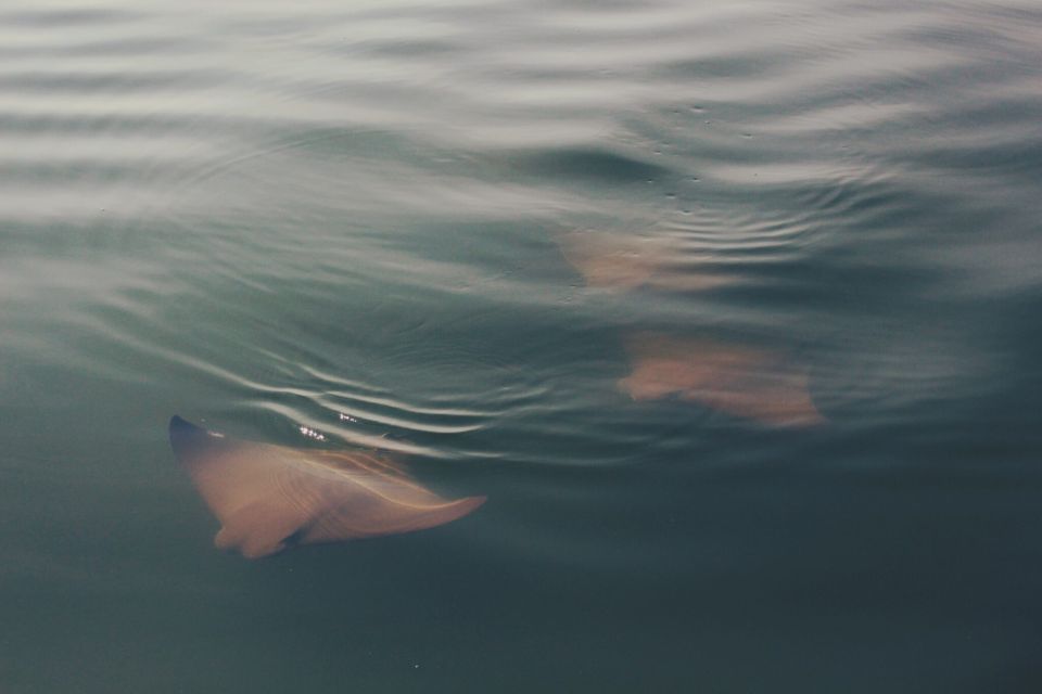 St. Augustine: Paddle Board Dolphin Adventure