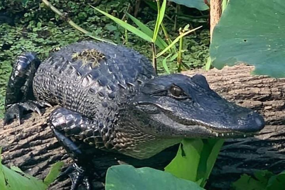 St. Augustine: St. Johns River Airboat Safari With a Guide - Overview of the Safari