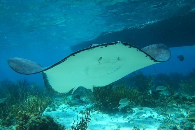 Stingray City Experience Plus One Snorkeling Stop