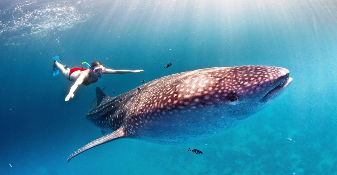 Sumbawa Tour & Snorkeling With Whale Shark