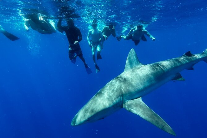 Swim With Sharks (Cage-Free)