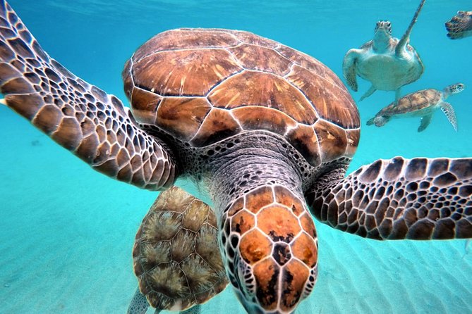 Swimming With Sea Turtles Incl. Pictures. Award Winner