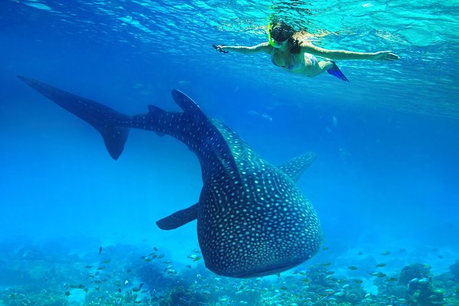 Swimming With Whale Sharks and Island-Hopping to Sumilon Island - Overview of the Experience