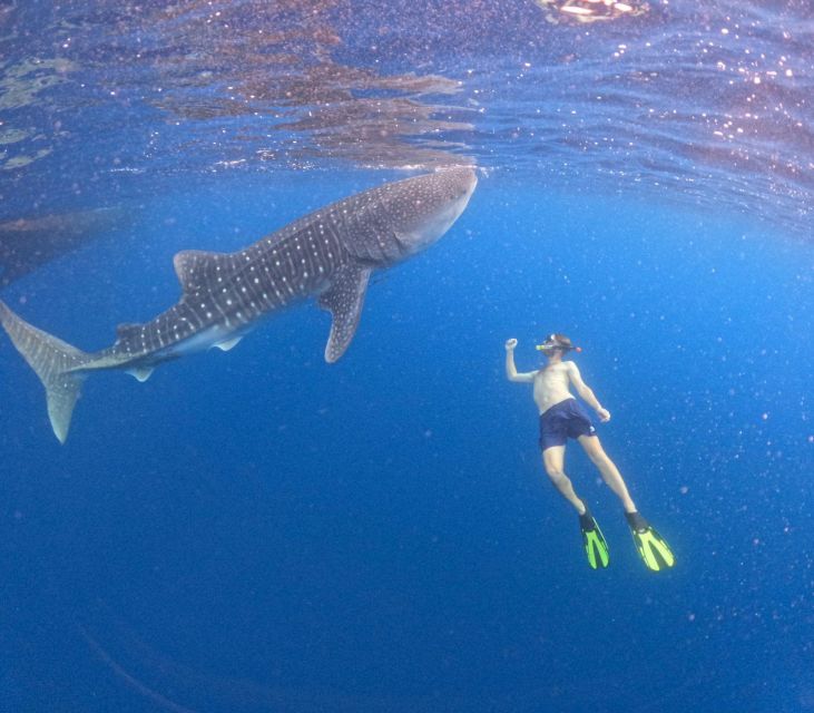 Swimming With Whale Sharks in Sumbawa