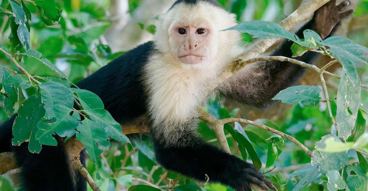 Tambopata: Tour of Monkey Island and Lake Sandoval 3-Days