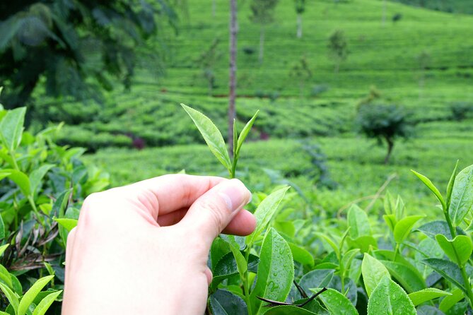 Tea Plantation Tour in Ella, Sri Lanka