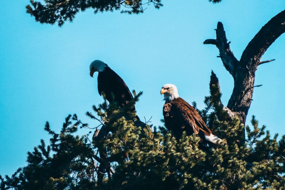 2 Best 2 Hour Tours and Experiences in Telegraph Cove