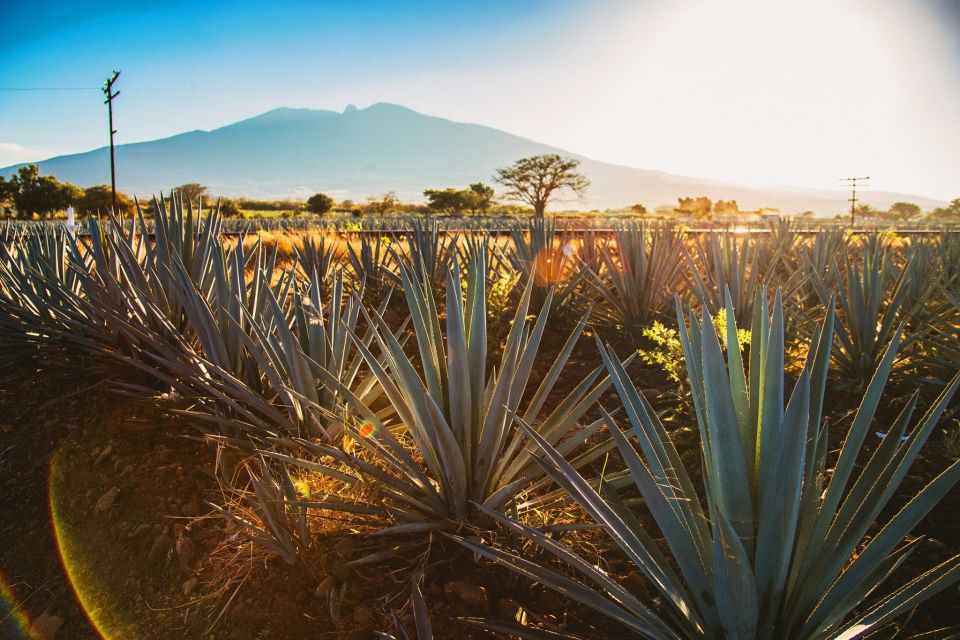 Tequila, Jalisco, and Toriles From Puerto Vallarta