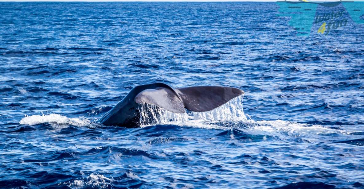 Terceira: Whale and Dolphin Watching in a Zodiac Boat