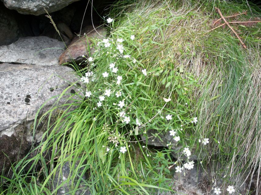 THE BOTANICAL GARDENS OF AOSTA VALLEY