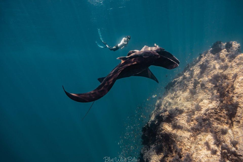 The Window: Manta Ray Dive at La Reina