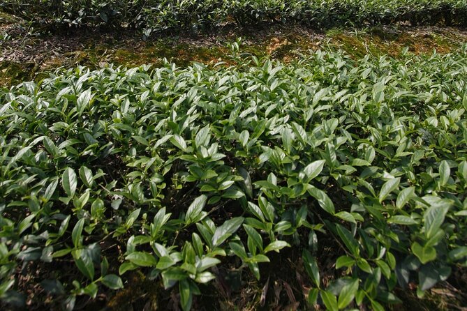 Thousand Island Lake and Pinglin Tea Plantation From Taipei