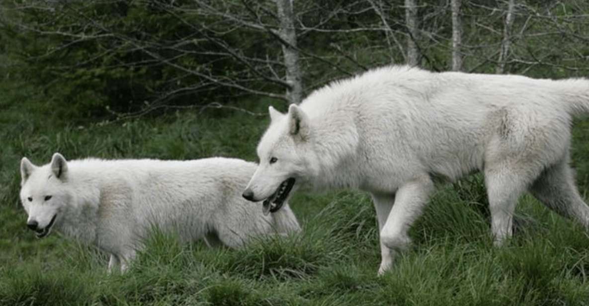 Tidewater: White Wolf Sanctuary Tour and Presentation