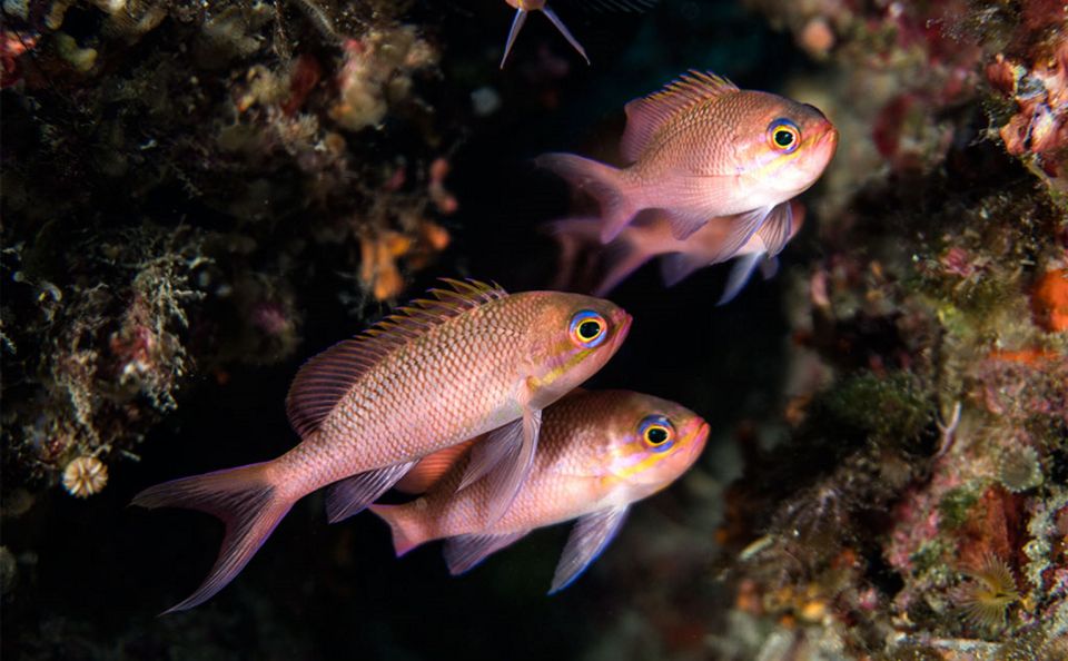 Torre Annunziata: Scuba Dive for Certified Divers