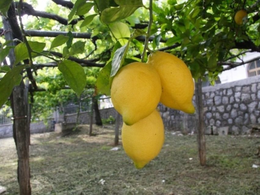 Tramonti: Traditions of the Mediterranean Diet Cooking Class - Explore the Amalfi Coast Landscape