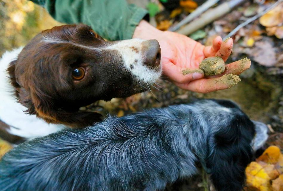 Trequanda: Tuscan Truffle Hunting Experience With Lunch