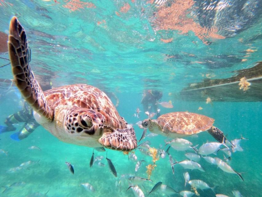 Tulum: Akumal Turtles and Cenote Swim Private Tour - Tour Duration and Group Type