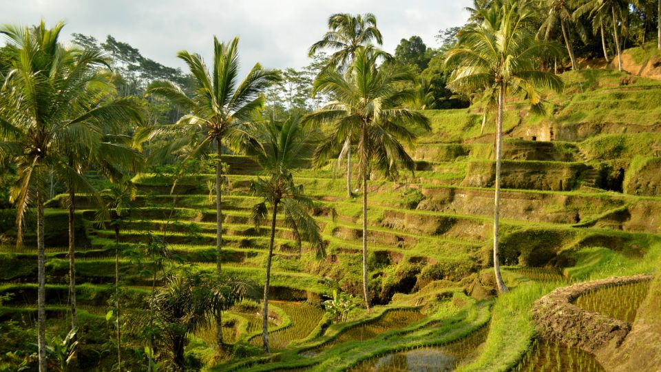 Ubud All-Inclusive Tour: Monkey Forest, Tegalalang, Tirta Empul