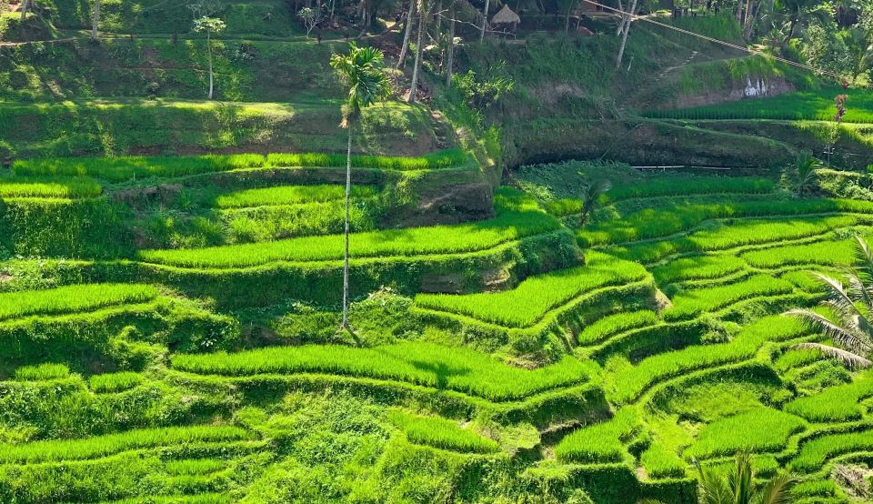 Ubud: Monkey Forest, Rice Terrace & Waterfall Guided Tour