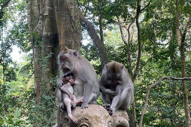 Ubud: Monkey Forest, Rice Terraces, Hidden Waterfall, Water Temple