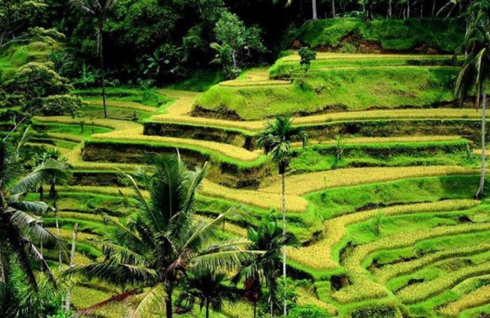 Ubud: Private Customized Full-Day Trip With Personal Driver - Overview of the Tour