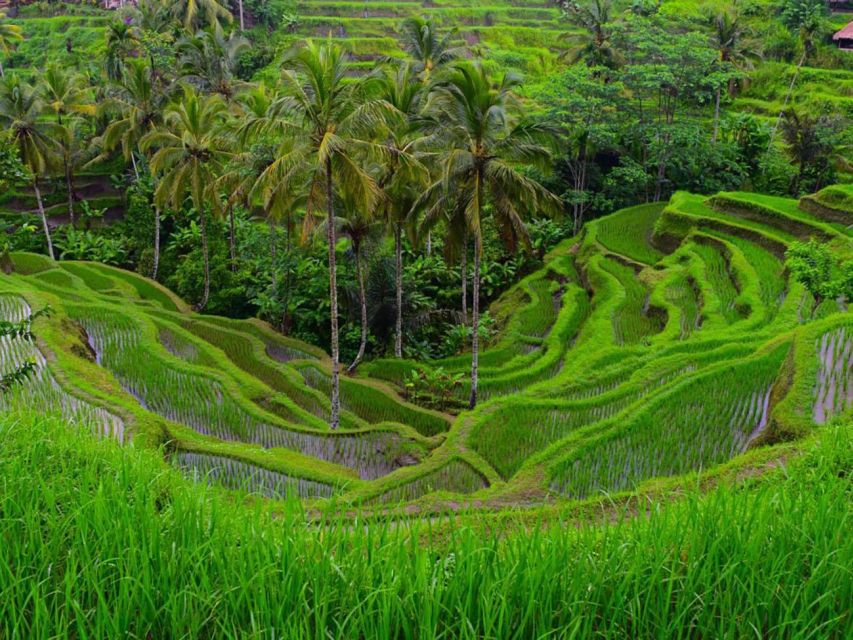 Ubud: Sacred Monkey Forest, Waterfall & Rice Terraces Tour