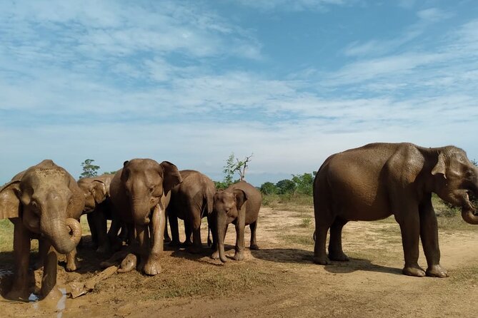 Udawalawe National Park | Private Safari Tour