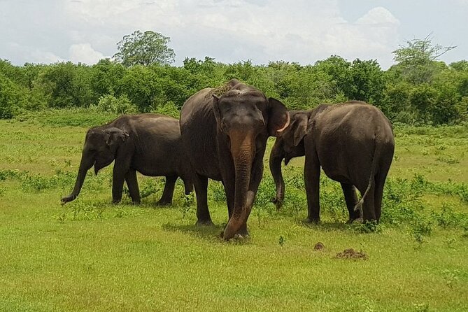 Udawalawe National Park | Private Safari With Naturalist