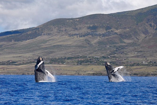 Ultimate 2 Hour Small Group Whale Watch Tour - Tour Overview