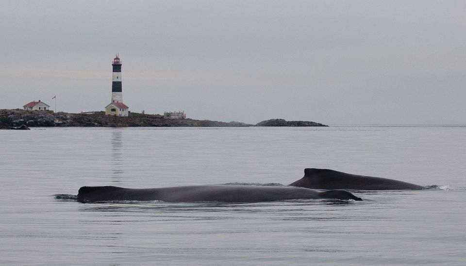 Victoria: Morning Whale-Watching Tour in Scarab Boat