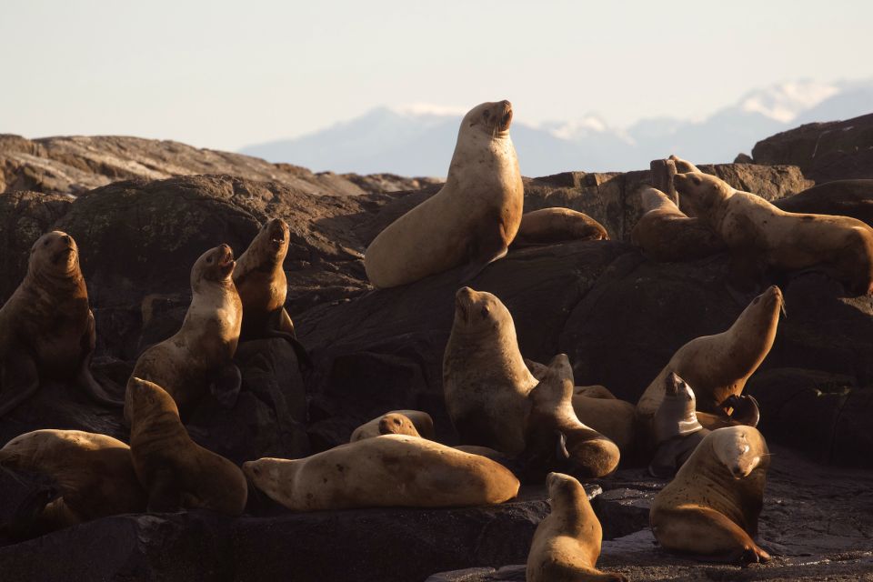 Victoria: Sunset Whale Watching Tour