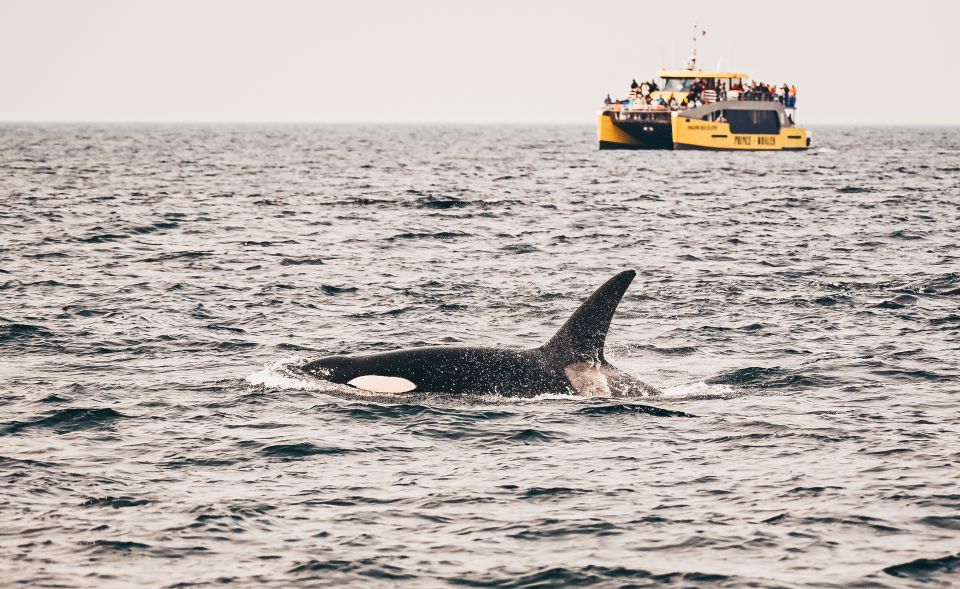 Victoria: Whale Watching Cruise by Covered Boat