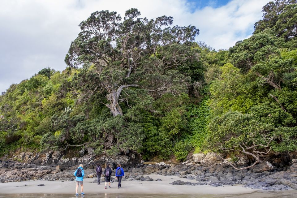 Waiheke Island: Forest and Beach Premium Guided Walk