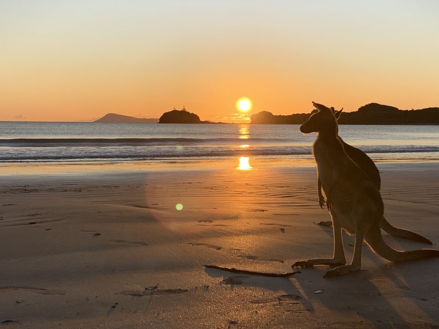 Wallabies on the Beach Sunrise Trip From Mackay