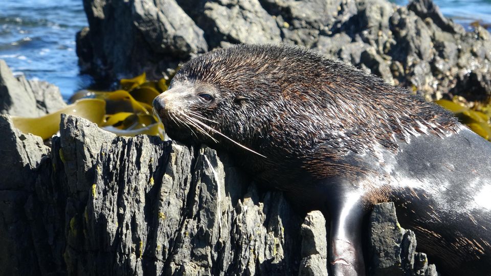 Wellington: Half Day Seal Coast Safari