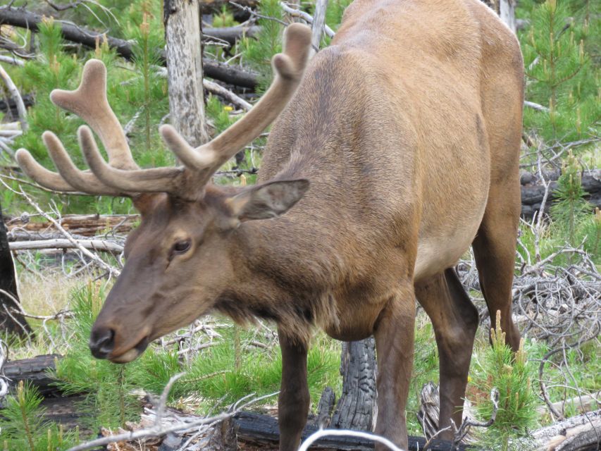 West Yellowstone: Yellowstone Day Tour Including Entry Fee