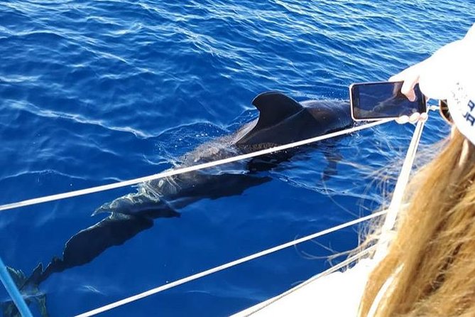 Whale and Dolphin Small Group Sailing From Tenerife South - Overview of the Experience