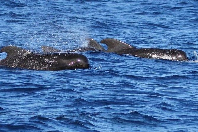 Whale and Dolphin Watching Cruise in St Lucia