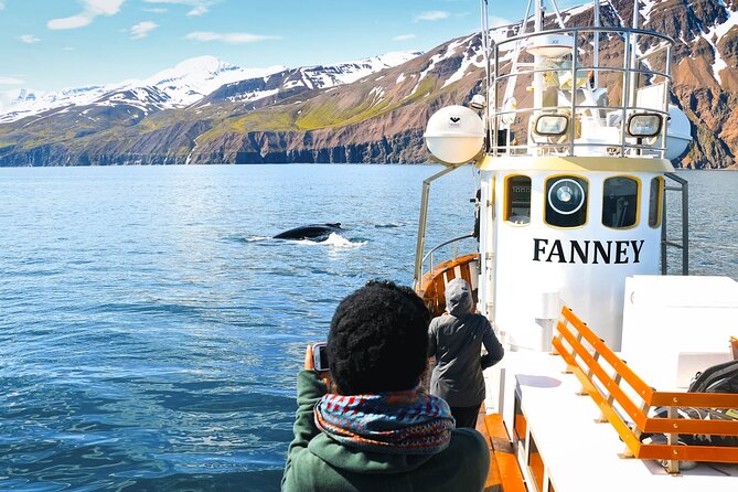 Whale Watching in Husavik