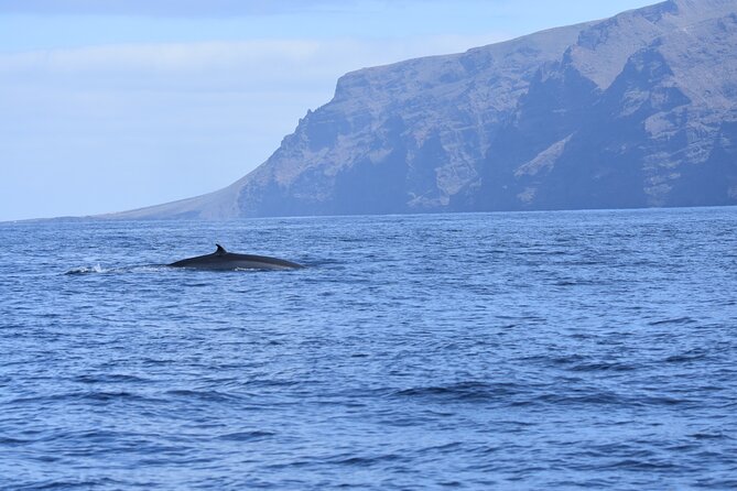 Whale Watching in Los Gigantes for Over 11 Years - Picarus Sailing Club Experience