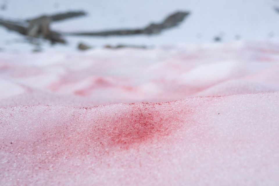 Whistler: Guided Glacier Discovery Hike - Tour Details