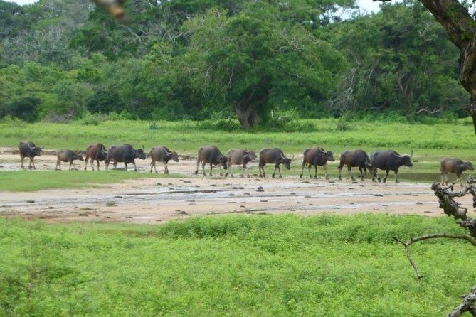 Yala 4h Jeep Safari From Bentota: Guided Wildlife Experience